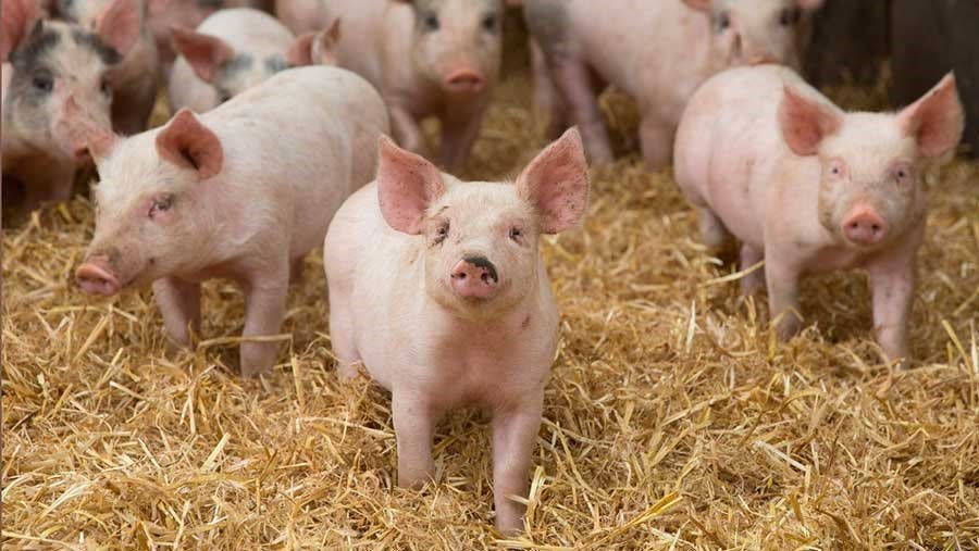В Днепропетровской области откроют крупную свиноферму